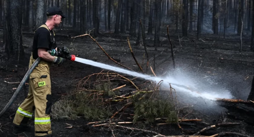 Ukryta katastrofa w polskich lasach. „Woda znika szybciej niż myślimy”