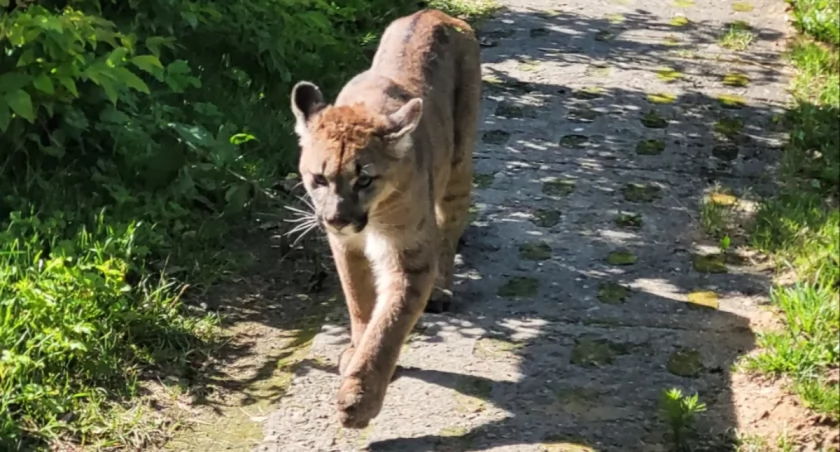 Puma grasuje w polskich lasach. Mieszkańcy dostali pilny apel